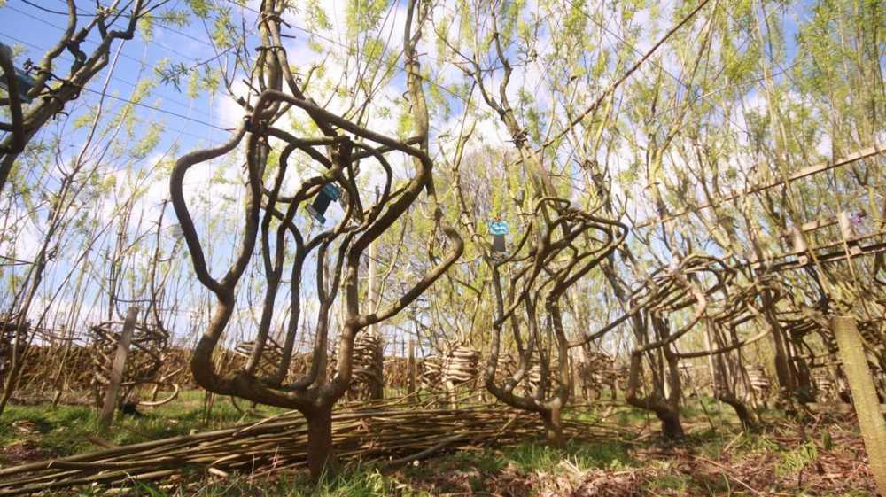 La casa come organismo vivente: così la biologia sintetica progetta l’outdoor